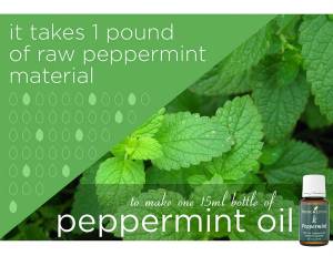 PeppermintConcentration