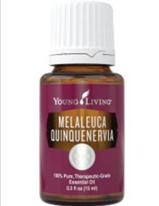 MelaleucaQuinquenervia